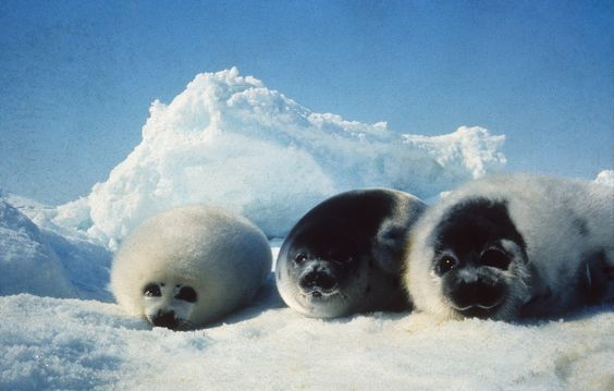 dailyseals's tweet photo. https://t.co/FJE1Ep5JX3