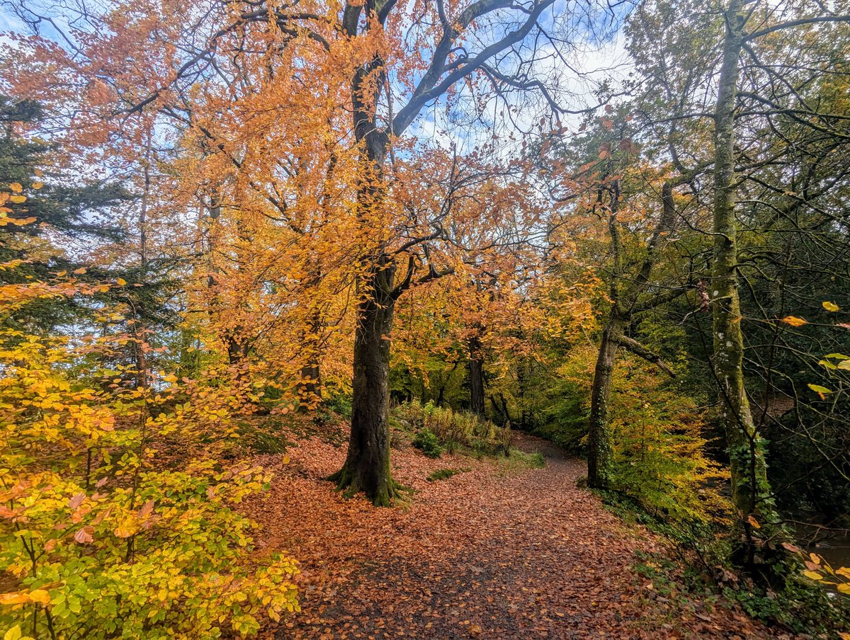 Lovely autumnal walk once the 🌧️🌧️🌧️ had stopped at Polkemmet Country Park.
🐕‍🦺🐕‍🦺🐕‍🦺🐕‍🦺🐕‍🦺🐕‍🦺🐕‍🦺🐕‍🦺🐕‍🦺🐕‍🦺