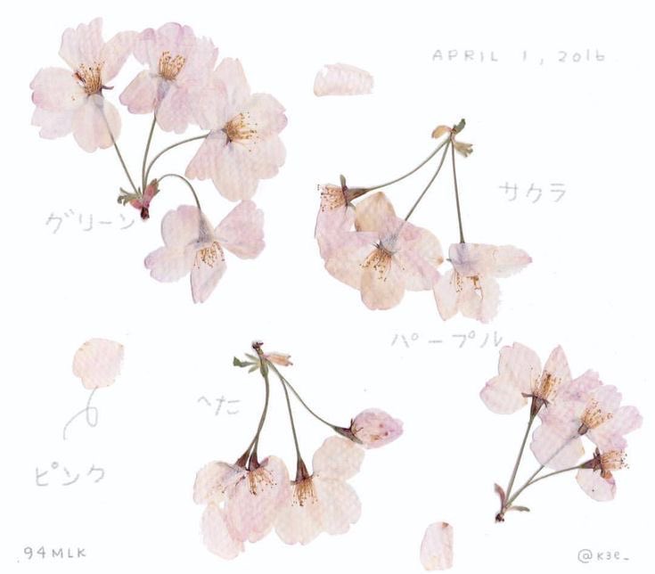 sakura book pressing by 94MLK_ ໒꒱.*