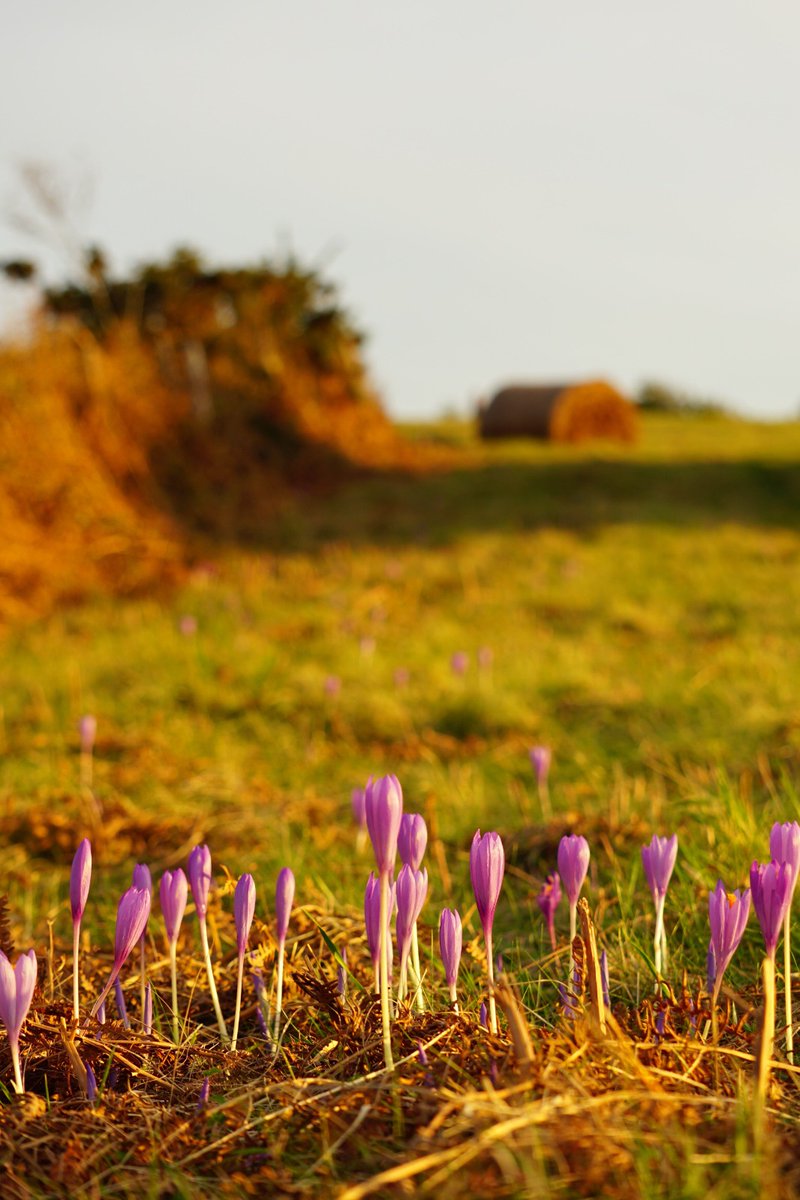 MayaPont's tweet image. L'automne dans toute la splendeur de ses couleurs !