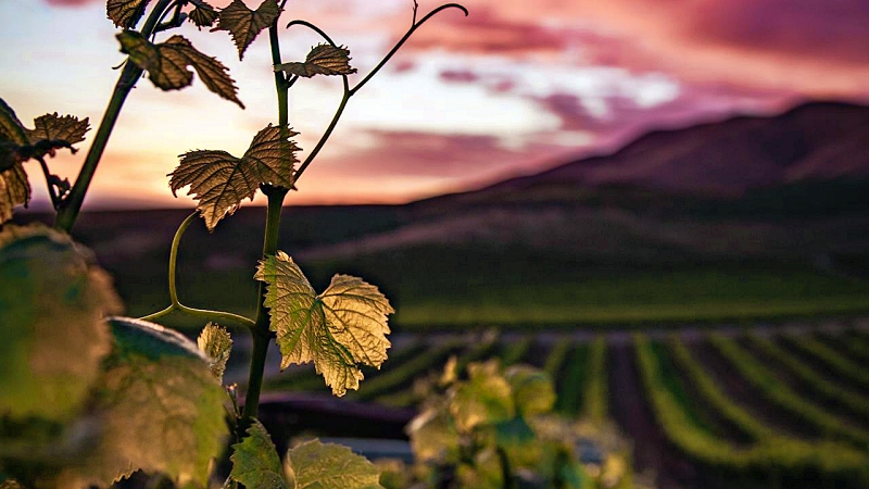 RevistaMyD's tweet image. Representantes de diferentes #territorios se reunieron con el fin de #conformar las "Rutas del Vino Ecoculturales de América del Sur". El proyecto busca #integrar la vitivinicultura con el #enoturismo, el #patrimonio cultural y la #sostenibilidad ambiental wp.me/paVy8e-6N9