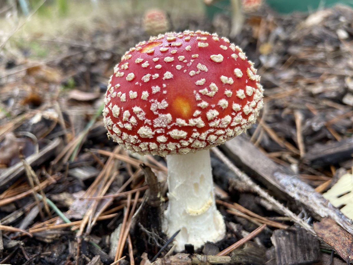 #herfst #wandelen #trekvogelpad #law2