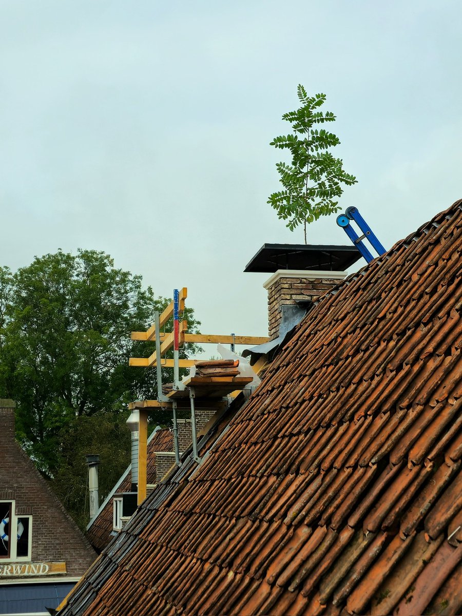 De mijlpaal is bereikt! 🎉 Deze week hebben we het hoogste punt van de verbouwing gevierd door de traditionele boom op het dak te plaatsen. Goed om te weten: het museum is tijdens de verbouwing gewoon open! Je bent dagelijks van harte welkom tussen 11.00 en 17.00 uur. Tot snel!