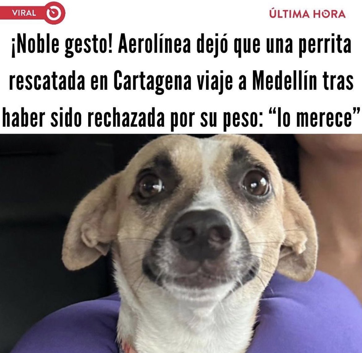 Pablots19's tweet photo. Y sin embargo en una PUTA noticia de un perrito, los comentarios son de uribistas contra petristas y petristas contra uribistas. Malparida plaga los que meten política por todo. https://t.co/Ao8vlRWSp3