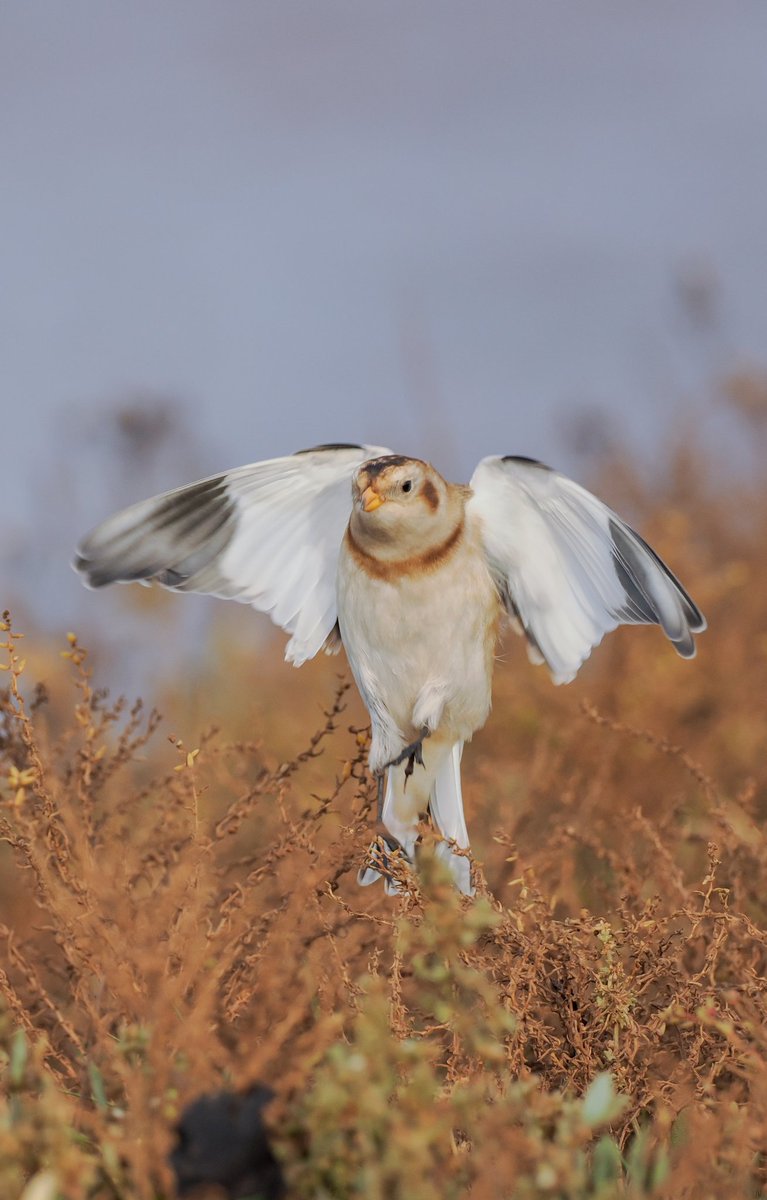 Tom Collier tweet media