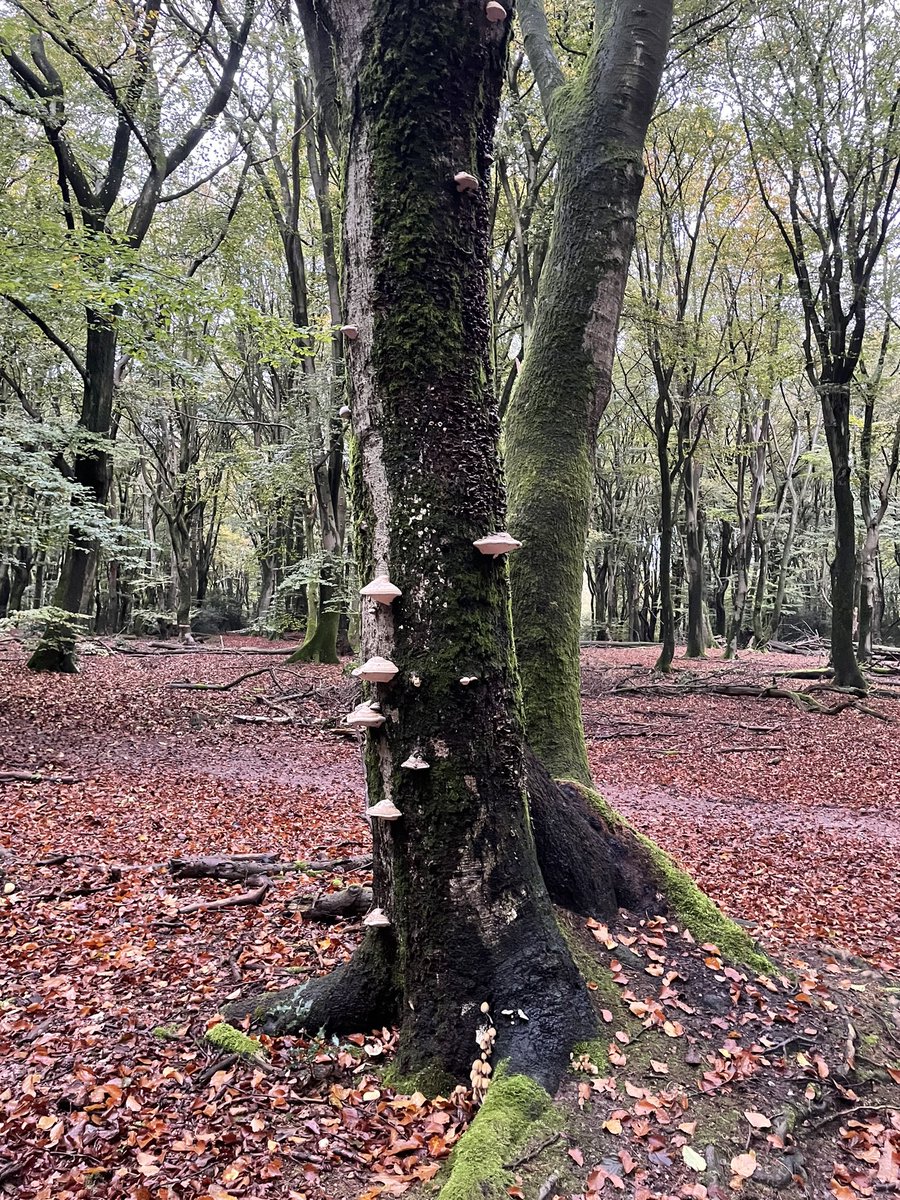 KarinDietist's tweet image. Geen wild gespot op de Veluwe maar wel heel veel paddenstoelen!
#Veluwe #wandelen #diëtist #preventie