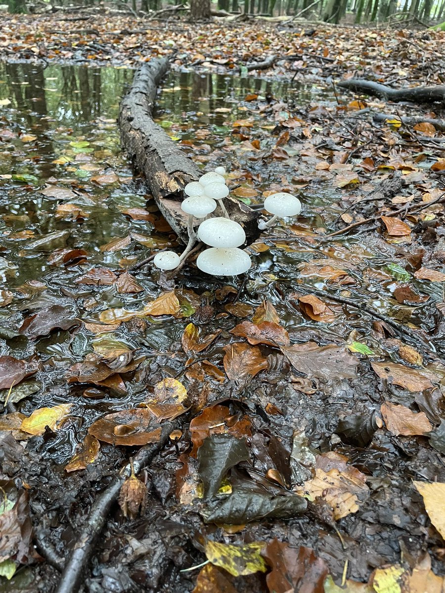 KarinDietist's tweet image. Geen wild gespot op de Veluwe maar wel heel veel paddenstoelen!
#Veluwe #wandelen #diëtist #preventie