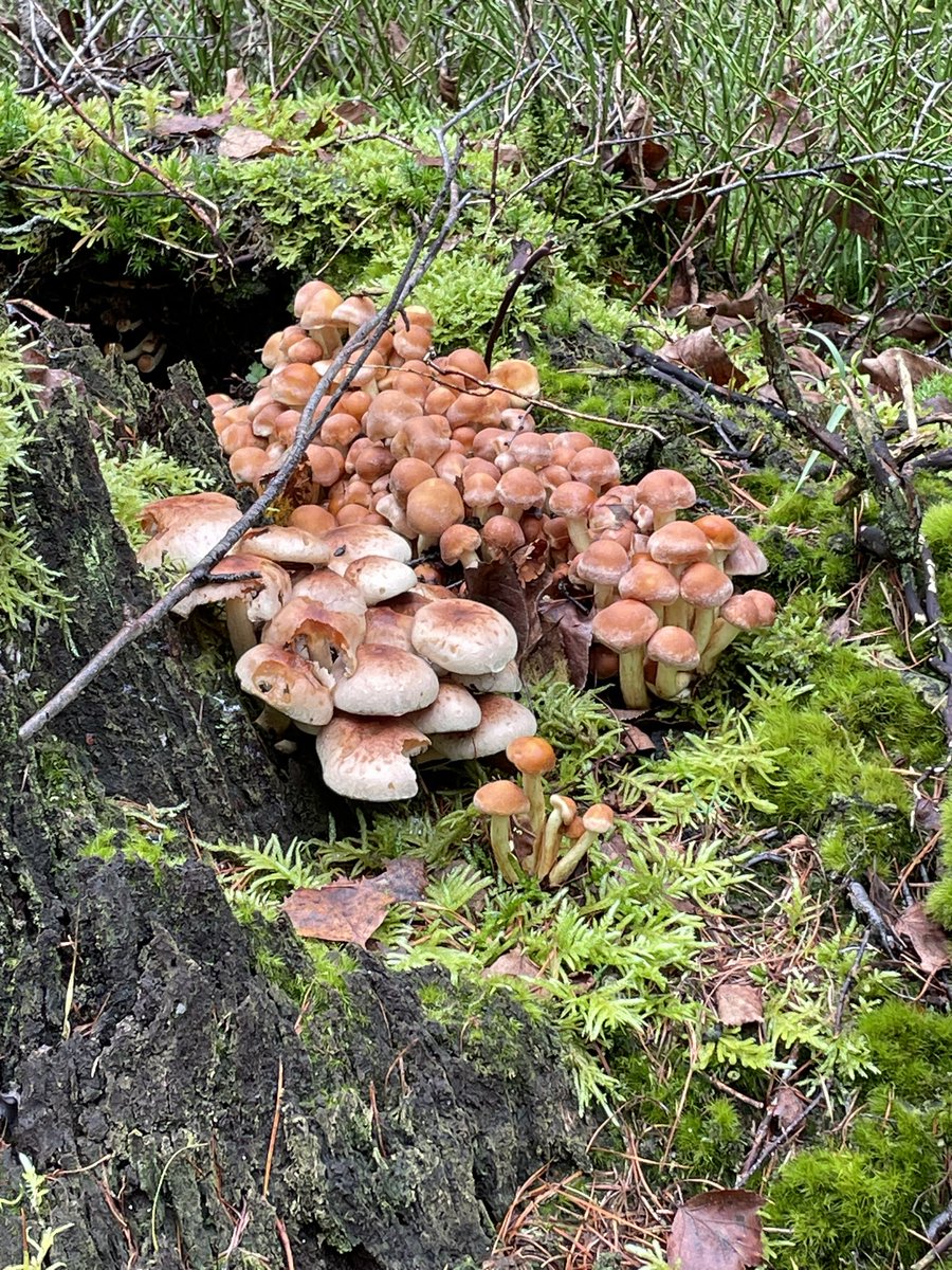 KarinDietist's tweet image. Geen wild gespot op de Veluwe maar wel heel veel paddenstoelen!
#Veluwe #wandelen #diëtist #preventie