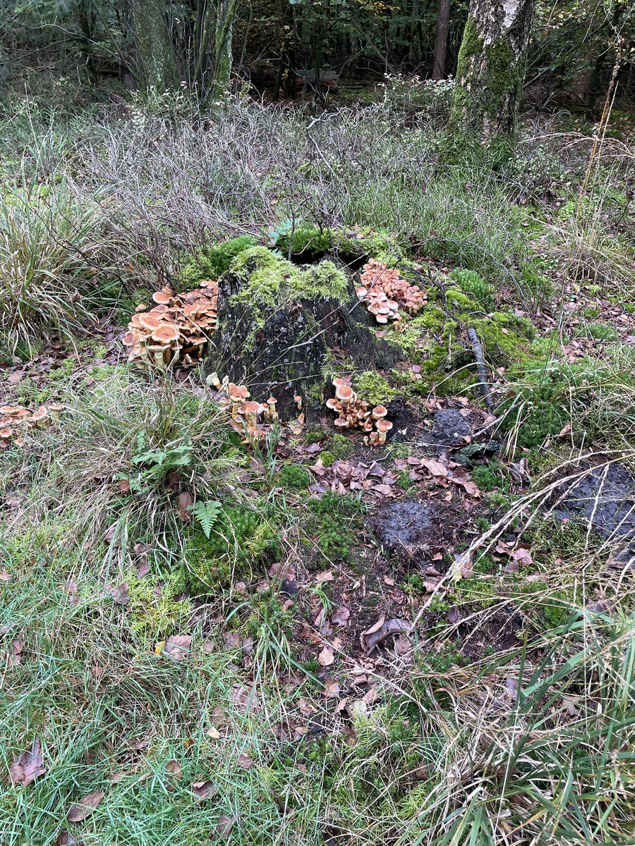KarinDietist's tweet image. Geen wild gespot op de Veluwe maar wel heel veel paddenstoelen!
#Veluwe #wandelen #diëtist #preventie