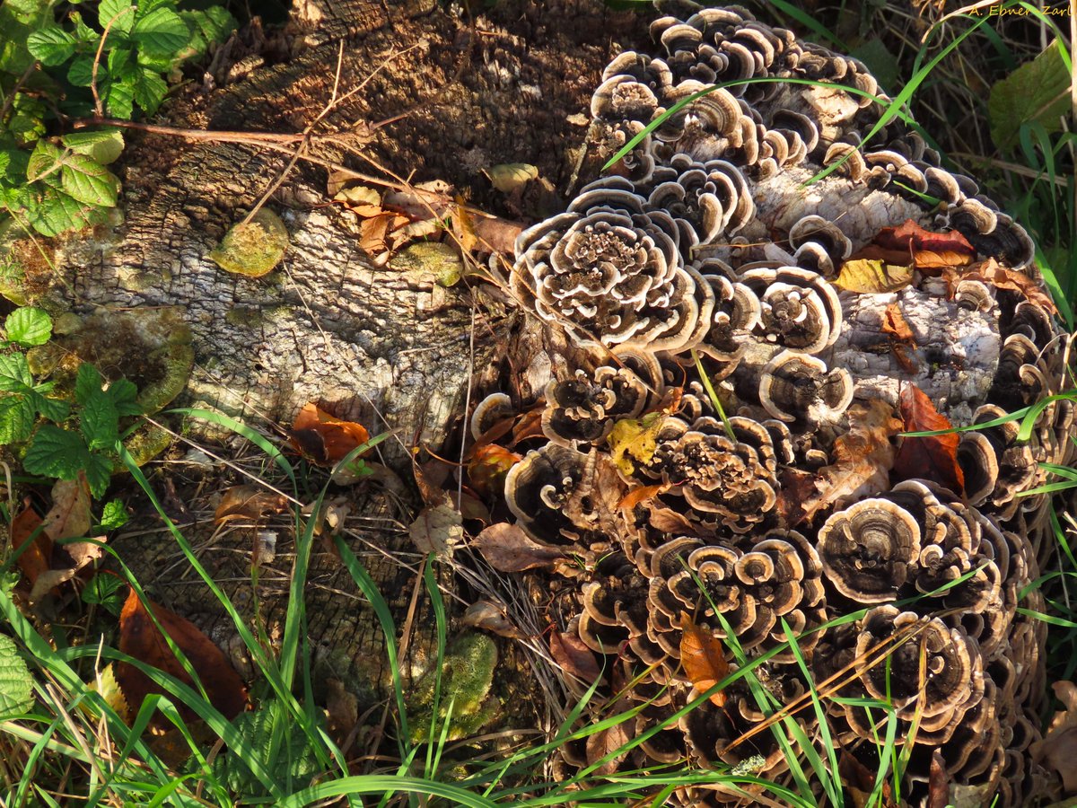 Astrid Ebner-Zarl (she/her) tweet media