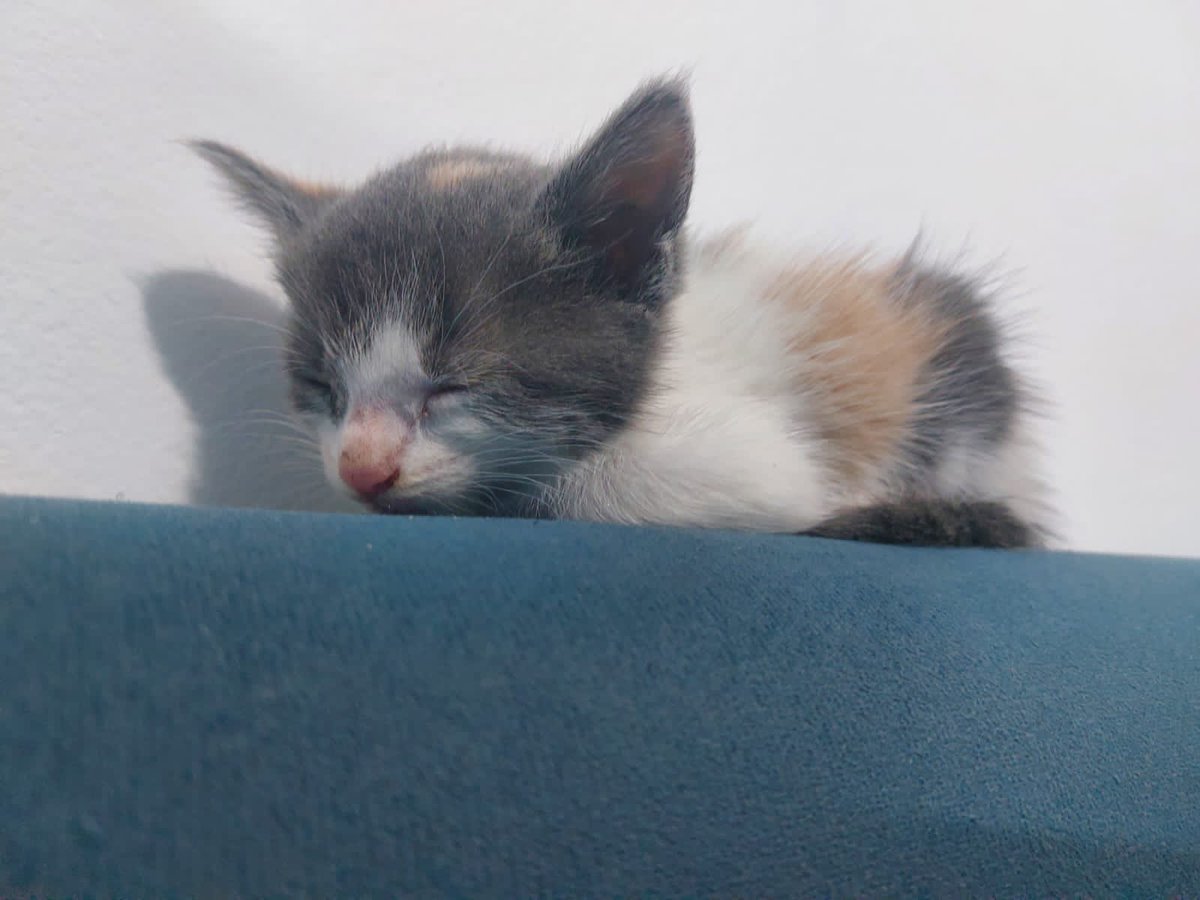 🌰AVELLANA🌰
 En busca de una familia para darle todo mi amor, puedo ser tímida al comienzo pero también tengo mis momentos de hiperactividad y mi pasatiempo favorito son las siestas largas, si me adoptas prometo ser una gran compañera de vida 
P.d: ya se usar las piedritas