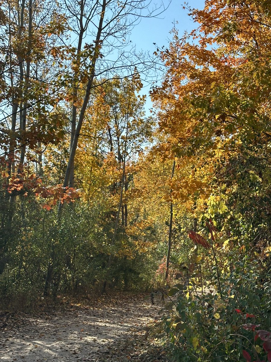 fi_mme's tweet photo. What a glorious autumn day for a hike!ππ#autuminCanada #changingleaves https://t.co/B28tApcpSx