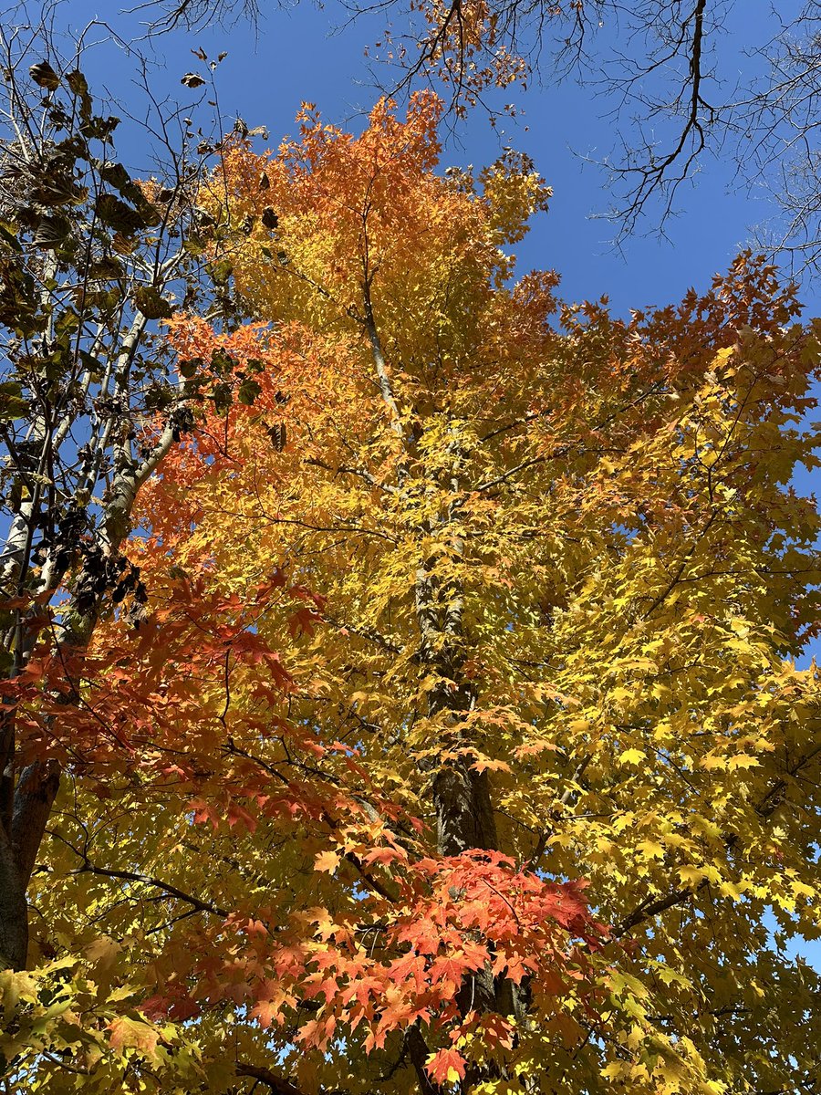 fi_mme's tweet photo. What a glorious autumn day for a hike!ππ#autuminCanada #changingleaves https://t.co/B28tApcpSx