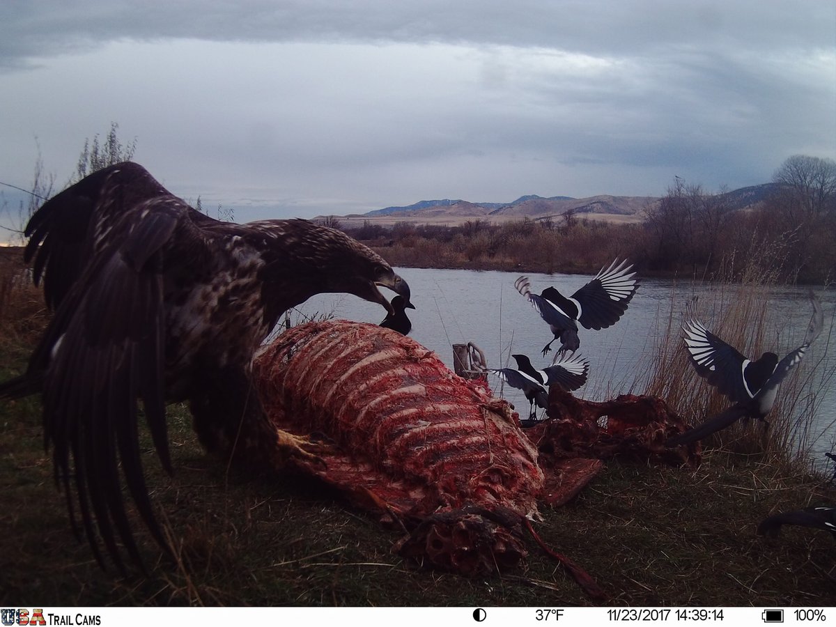Trail_Cams's tweet photo. https://t.co/ickFbLxkxN