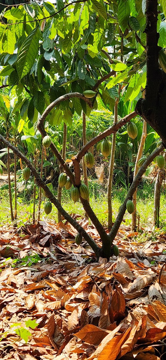 MaferCioccolato's tweet photo. Estoy cumpliendo 5 años de ser catadora III Nivel de #Cacao y #Chocolate.
Hasta agosto 2024 fui la única en Latinoamérica y ahora me alegra estar ayudando a formar a otros.
Tanto qué agradecer! Tanto qué aprender! Tanto qué compartir!
#KnowledgePowersDevelopment https://t.co/ZSpkYxV6HC