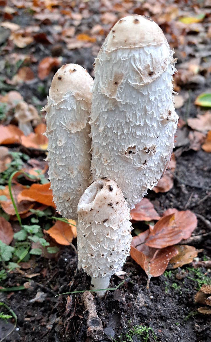JiscaDijk's tweet photo. #Driene #Fungi #paddenstoelen #schimmels #Kluifzwam #Inktzwam #hofEspelo #Twente
Tussen de Bosweg en de Vliegveldstraat ligt een  gemengd bos met fijne wandel- en fietspaden.
In de berm zag ik de geschubde inktzwam èn de kluifzwam Helvella bij elkaar 
Coprinus comatus = inktzwam https://t.co/VXzJeq56AW