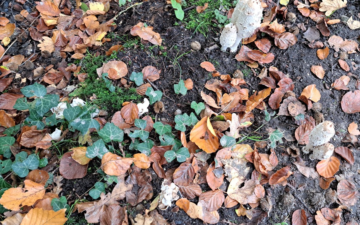 JiscaDijk's tweet photo. #Driene #Fungi #paddenstoelen #schimmels #Kluifzwam #Inktzwam #hofEspelo #Twente
Tussen de Bosweg en de Vliegveldstraat ligt een  gemengd bos met fijne wandel- en fietspaden.
In de berm zag ik de geschubde inktzwam èn de kluifzwam Helvella bij elkaar 
Coprinus comatus = inktzwam https://t.co/VXzJeq56AW