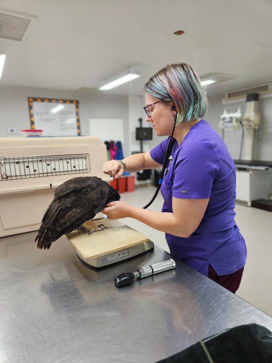 WBSSTL's tweet image. Some birds are very cooperative for their annual exams. Uxmal, the spectacled owl, has most of her exam done voluntarily. We can mitigate a lot of stress by having the bird willingly participate in their exams.