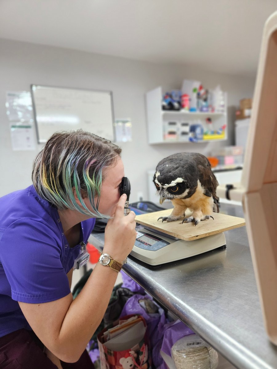 WBSSTL's tweet image. Some birds are very cooperative for their annual exams. Uxmal, the spectacled owl, has most of her exam done voluntarily. We can mitigate a lot of stress by having the bird willingly participate in their exams.