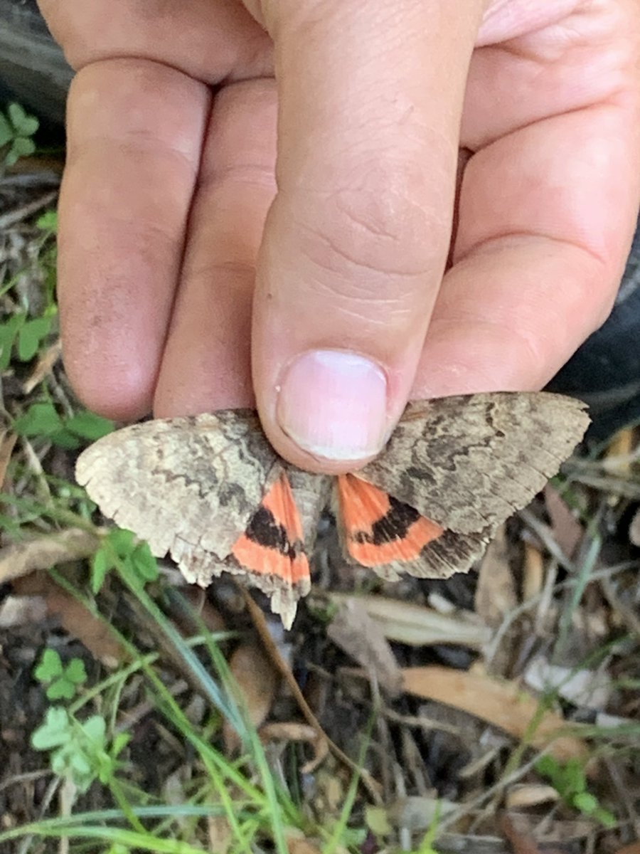 Moth highlights from Huerta Grande. Brimstone, Thyatira batis, Eublemma baccatrix, Catocala oberthueri #mothsmatter #spanishmoths