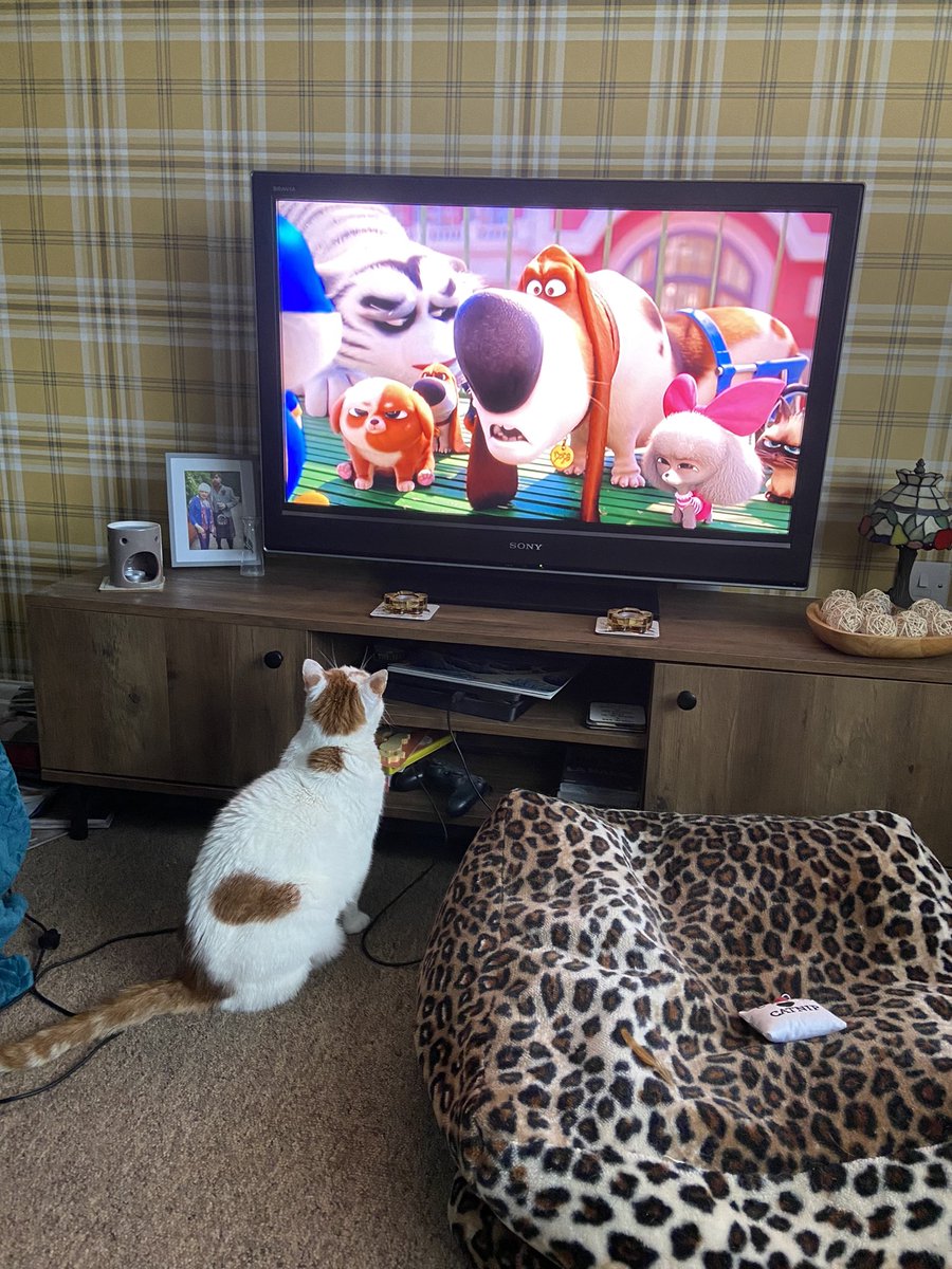 The Fudge enjoying Secret Life of Pets 😂