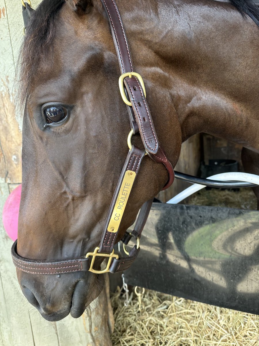 Good luck to C.C. Roulette today. Running in R7 at AQ at 3:49. First time on turf. Watch out. Just saying. And 15-1! ⁦<a href="/melgidd1/">melgidd</a>⁩ ⁦<a href="/jockeylriverajr/">Luis Rivera Jr</a>⁩