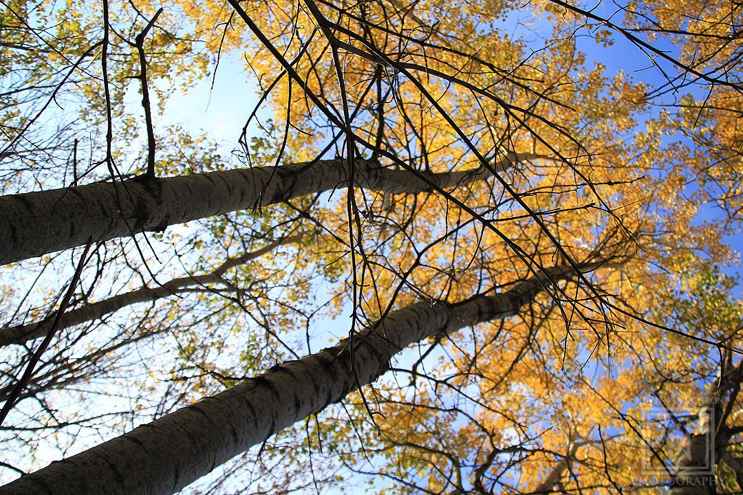 KjpPhotography's tweet photo. Fall colors on some Quaking Aspen's. #KevinPochronPhotography #kjpphotography
#Canon #Canon60D #Photography #NaturePhotography #nature #tree #treeleaves #leaves #fallcolors #Sunlight #Wisconsin
@CanonUSA https://t.co/CoN8ZVUuVi