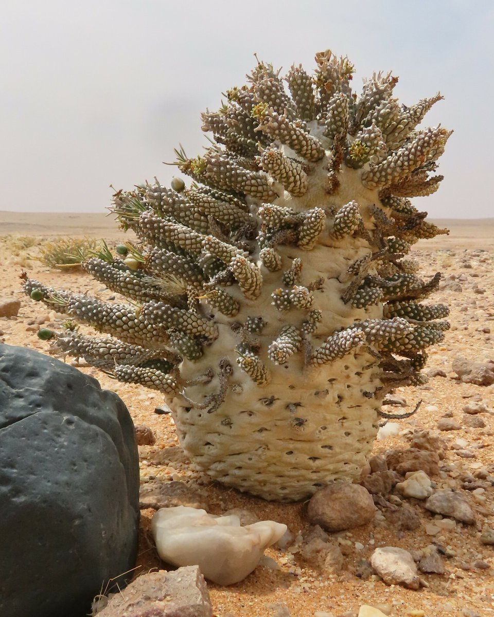 iNaturalist tweet media