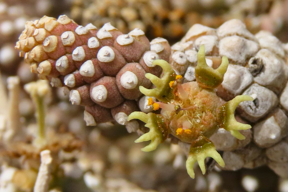 In #Namibia, iNat user skuakanga saw this Euphorbia namibensis #plant - it's our Observation of the Day! 

It's endemic to Namibia.

More details at: inaturalist.org/observations/2… #botany #nature #biodiversity