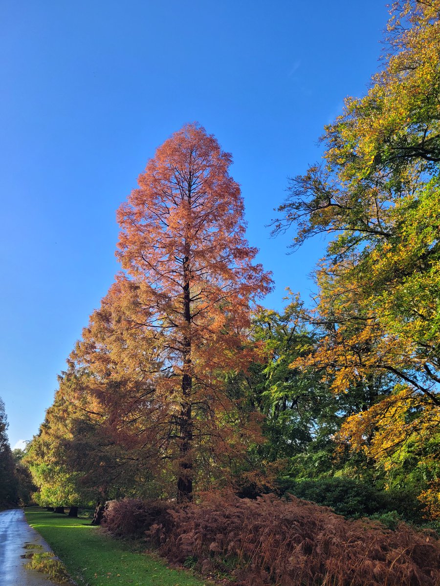 SeedsStats's tweet image. Dawn Redwood in Alnwick looking lovely