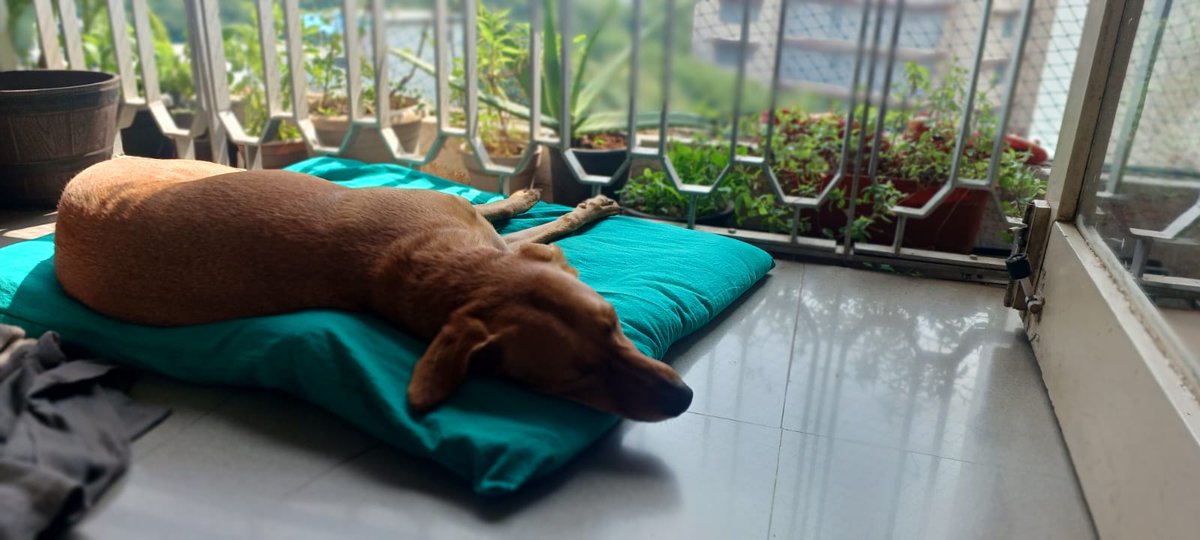 Warm bath, chimkin-rice and sun puddling 😴😴😴.... How was ur Sunday? 
<a href="/AparnaKarthi/">Aparna Karthikeyan</a> <a href="/cspramesh/">Pramesh CS</a>