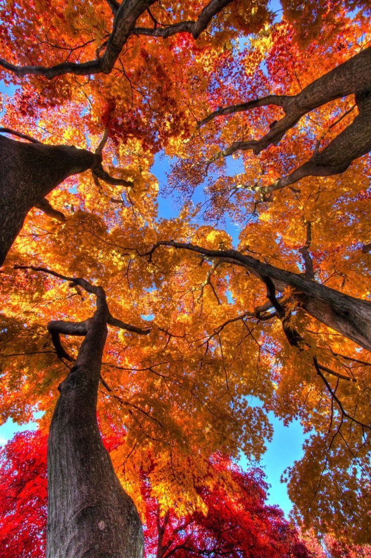 thespookygirll's tweet photo. i love when the leaves looks like this 🍂 https://t.co/VijRkD0e1T