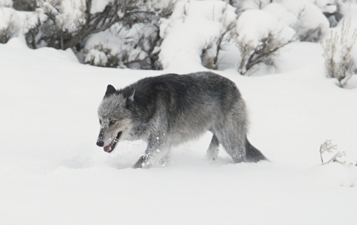 Tell Congress: Ban Killing Wildlife With Snowmobiles actionnetwork.org/letters/tell-c…
