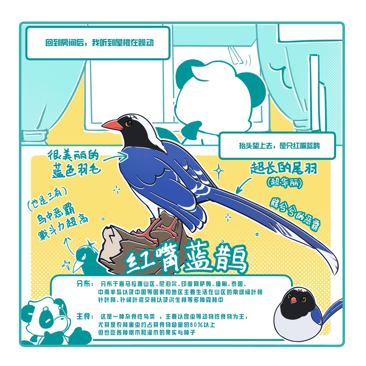 shanyunjun's tweet photo. 【自在山云】老家的鸟
老家真有意思,每天出门总会有不同的惊喜QVQ
太爽惹
如果有遗漏或是想补充的~也欢迎大家在评论区补充哦~~
#shanyunjun #自在山云 #panda #shichuan #birdwings #cute #日常生活 #野外 #BioWatch #birdlovers #linnet https://t.co/UVj2AZu3oM