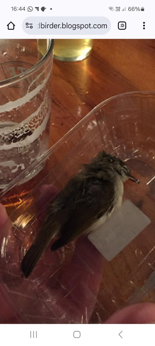 Brian Minshull (@brian_minshull) on Twitter photo Exactly 8 years ago tomorrow evening, we were rather disrespectfully handling a first for Britain, albeit a somewhat dead one. 2.5 weeks ago I caught up with one that was very much alive. Read the whole story and the associated tragi-comic back-story at:
collapsedbirder.blogspot.com/2024/10/pale-l… Exactly 8 years ago tomorrow evening, we were rather disrespectfully handling a first for Britain, albeit a somewhat dead one. 2.5 weeks ago I caught up with one that was very much alive. Read the whole story and the associated tragi-comic back-story at:
collapsedbirder.blogspot.com/2024/10/pale-l…