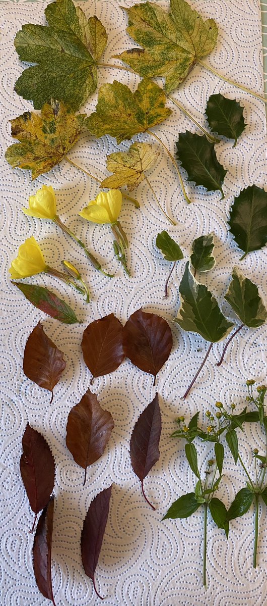 SharonHa61's tweet photo. Ready for pressing, gorgeous treasure https://t.co/lrdUkuNOPz