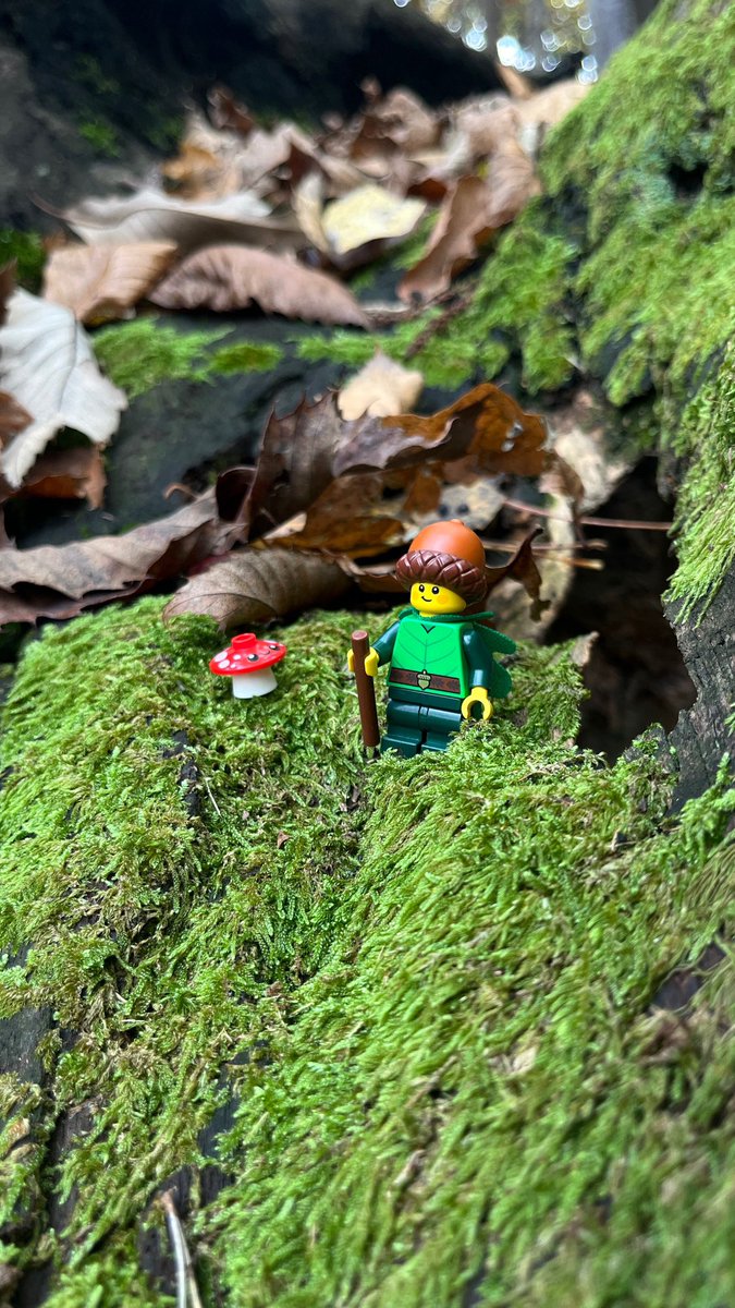FabioLegoman's tweet photo. 🍂🍄 https://t.co/0iFvlkToFo