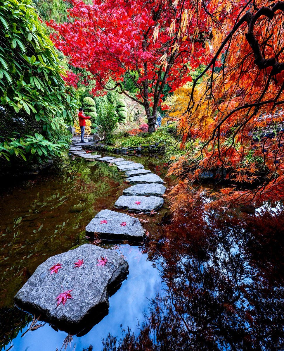 victoriavisitor's tweet photo. Fall is an extraordinary time to re-visit Victoria's landmarks, now transformed under a glowing hue. 🍁

Pictured here are red, russet, and golden maples blanketing the Japanese Garden at The Butchart Gardens; nature's confetti. 🍂
_______
📍 @ButchartGardens
📸 yee_photo (IG) https://t.co/Ads9Yac7So
