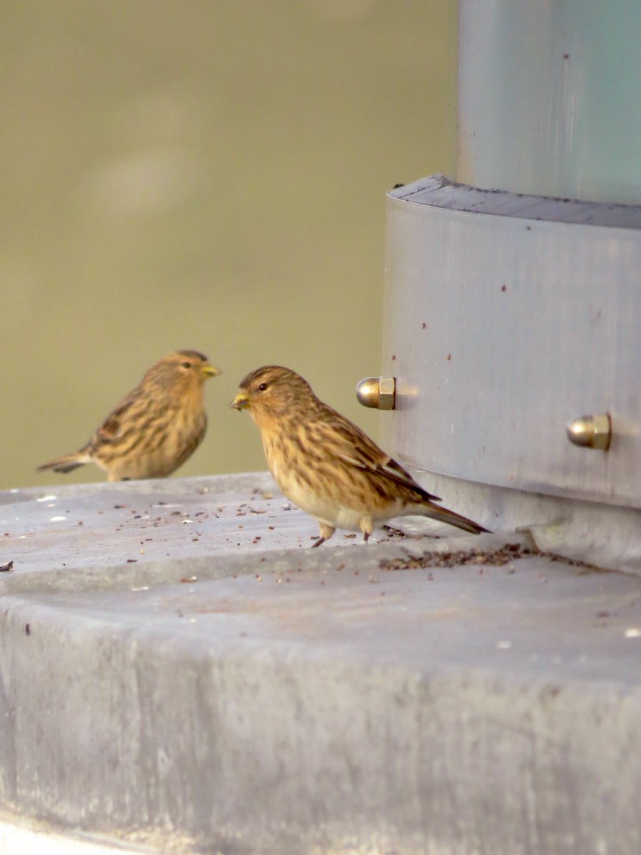SumburghHead's tweet photo. Feeding time for the Twite https://t.co/bVVNLiPOTo
