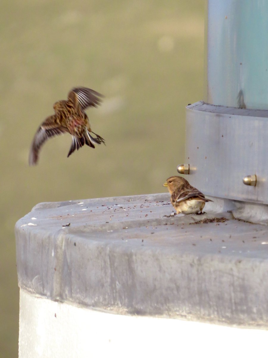 Feeding time for the Twite