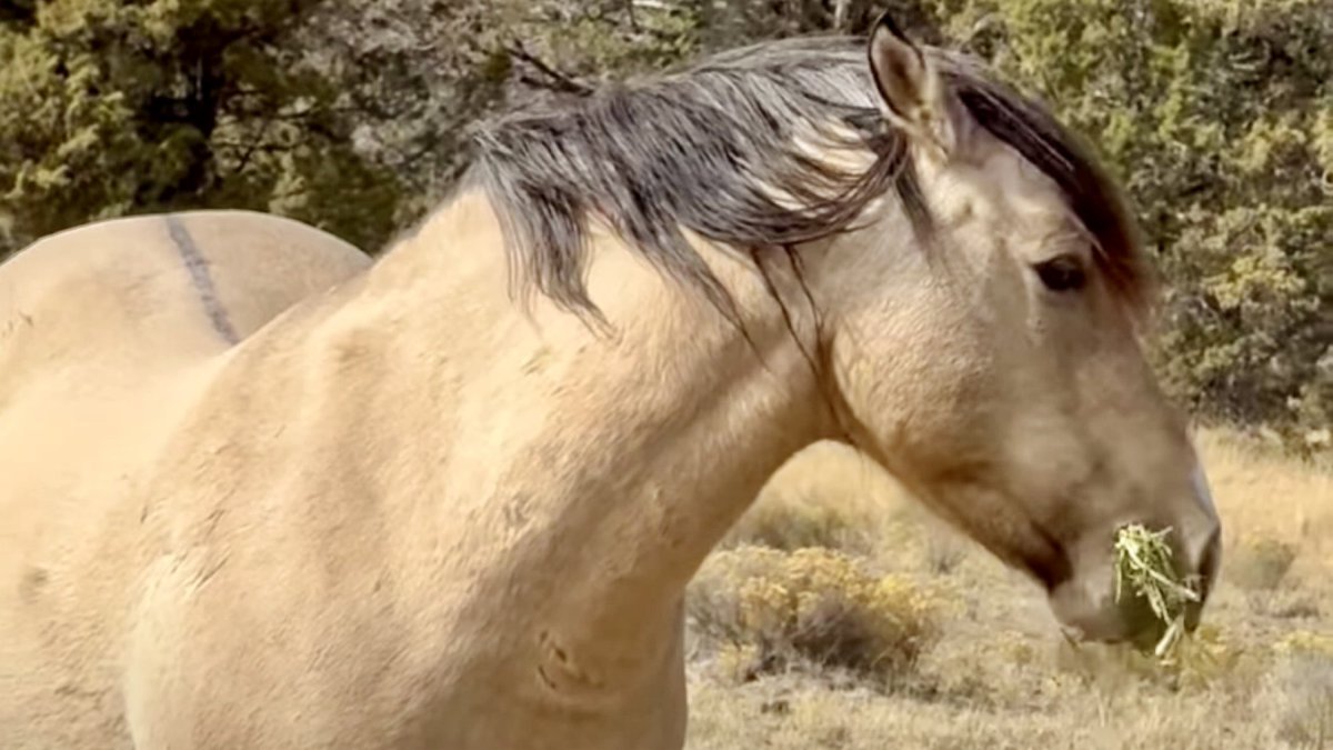 skydogsanctuary's tweet image. From the #RedDesert of #WY a #dun with dorsal stripe, leg barring like zebra stripes, two-colored mane &amp;amp; tail. After a summer on Spring Valley grasses that stretch as far as the eye can see at #Skydog, he is pretty much carved out of solid muscle. KING: bit.ly/4eTneCm