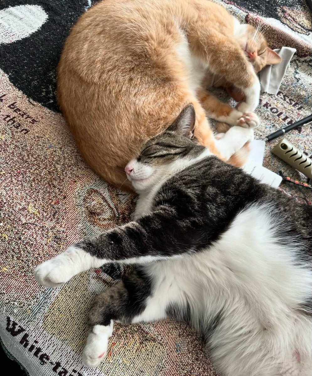 ameerempiree's tweet photo. @rocktoshi21 Now is thebest time to hodl #kitters
GpKUvQfGPVhMM62e3aCcBe6tUcVqHXjLK45WySdq5dJf https://t.co/GGjHUQ8U5t