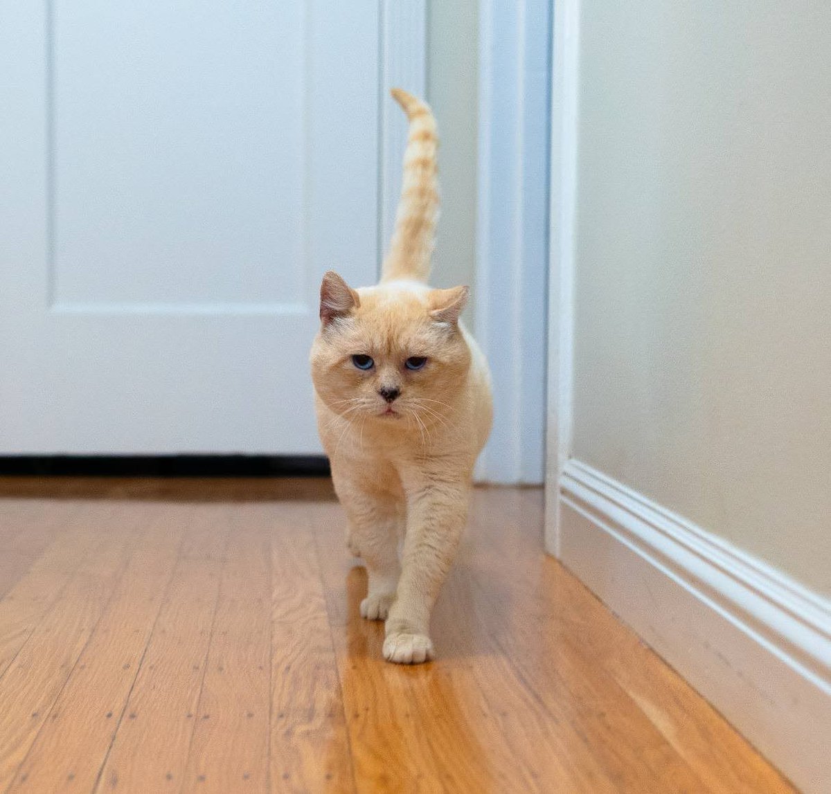 I’m Butters, a sweet, easy-going 3 y/o boy. I’ve got a big heart and an equally big head I like to use to softly headbutt you for affection. I love flopping over for belly rubs and if you want someone to keep your lap warm, I’m the cat for the job!

Adopt: givemesheltersf.org/mobile/animal.…