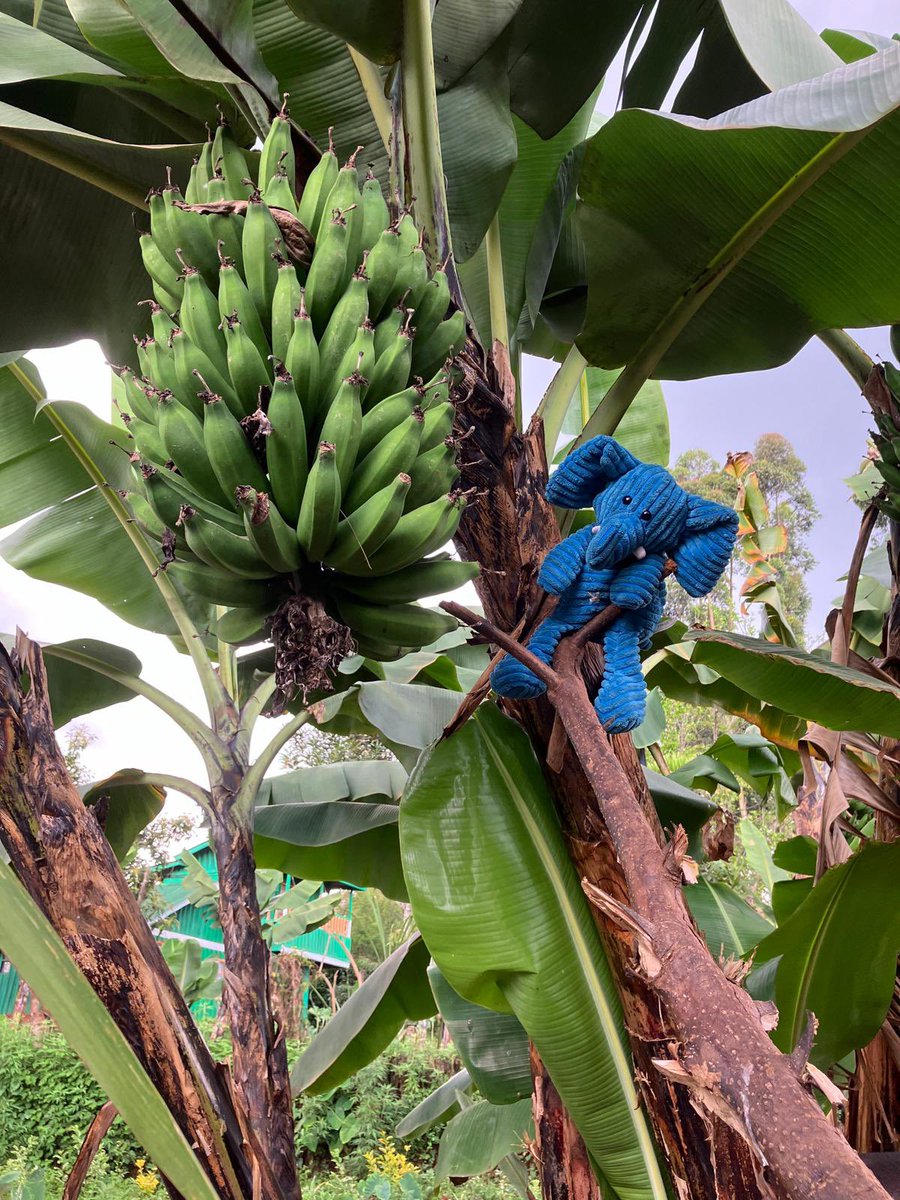 ElliePrimary1's tweet image. Today Blue Ellie visited a tea plantation and climbed a banana tree. She couldn’t pick any because Sunday is a rest day. #WhereIsEllie #ReachingTheWorld