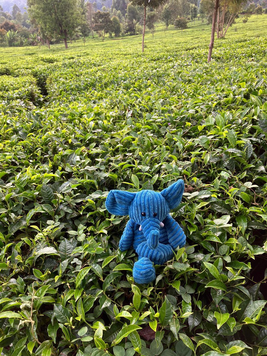 ElliePrimary1's tweet image. Today Blue Ellie visited a tea plantation and climbed a banana tree. She couldn’t pick any because Sunday is a rest day. #WhereIsEllie #ReachingTheWorld