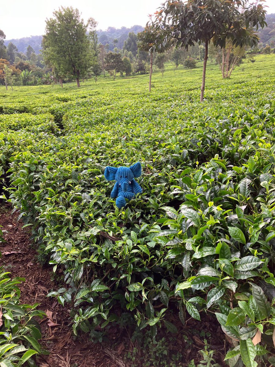 ElliePrimary1's tweet image. Today Blue Ellie visited a tea plantation and climbed a banana tree. She couldn’t pick any because Sunday is a rest day. #WhereIsEllie #ReachingTheWorld