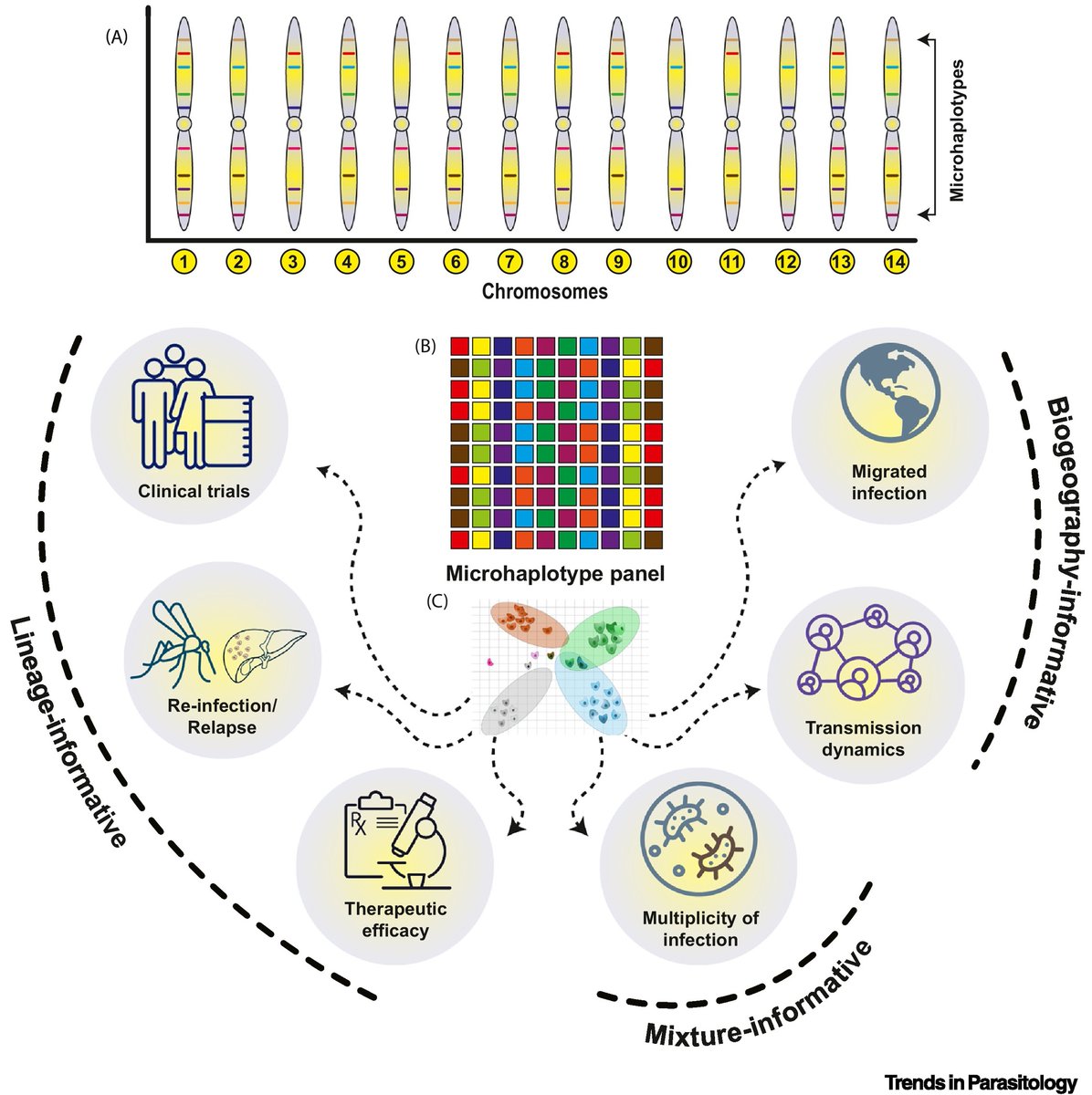 Drs Manoswini Dash &amp; Prashant Mallick highlight <a href="/SarahAuburn2/">Sarah Auburn</a> &amp; colleagues’ recent <a href="/NatureComms/">Nature Communications</a> article on #microhaplotype application for understanding #Plasmodium #vivax infection dynamics. <a href="/Tulane/">Tulane University</a> <a href="/nimr_delhi/">ICMR - NIMR</a> <a href="/ICMRDELHI/">ICMR</a> <a href="/CDUni/">Charles Darwin University</a> <a href="/NDMOxford/">Nuffield Department of Medicine</a> <a href="/UniofOxford/">University of Oxford</a>

authors.elsevier.com/a/1jyj35Eb1xJI…