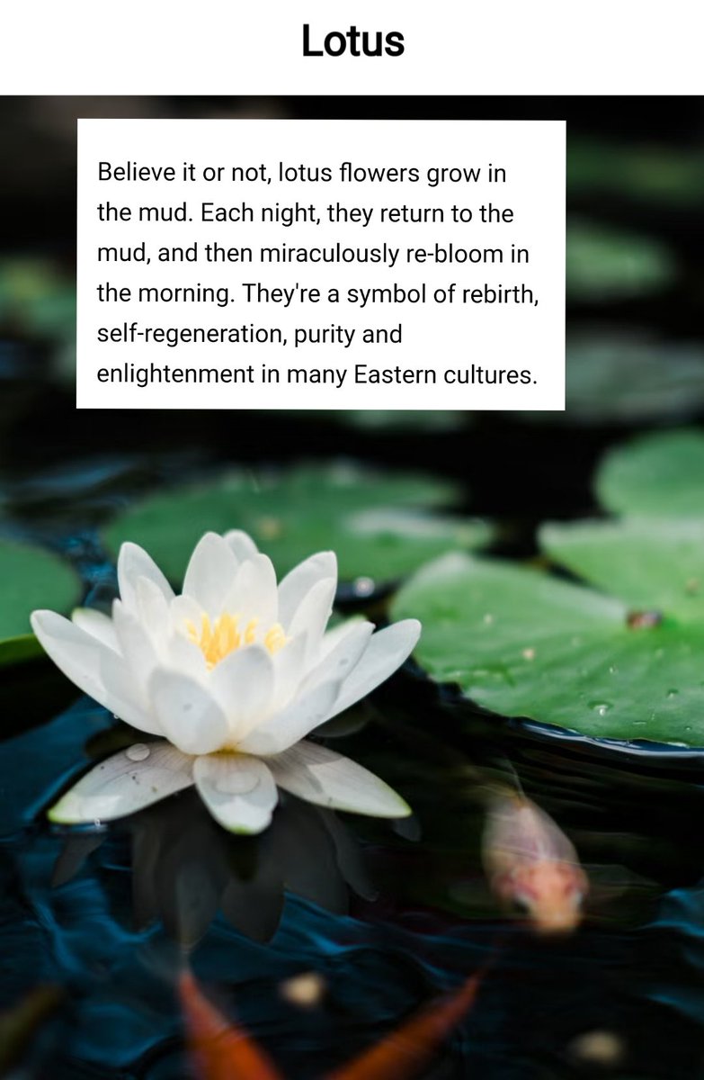 LHealer28's tweet image. Too many muds they threw you in💔

It was so easy to love you that forgetting you will be impossible.
Promised. You are reborn in each of us who love you and listen to you.❤️🕯️
#ThankyouLiam #JusticeForLiam #FreeLiam