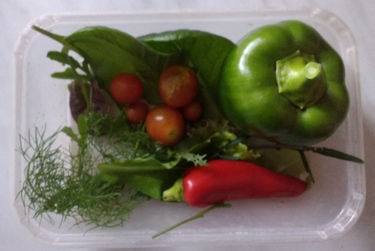 Only getting very small harvests from the garden now. 

I still have a lot of chillies to harvest so I think I'll almost have enough chilli powder to last me until next summer.