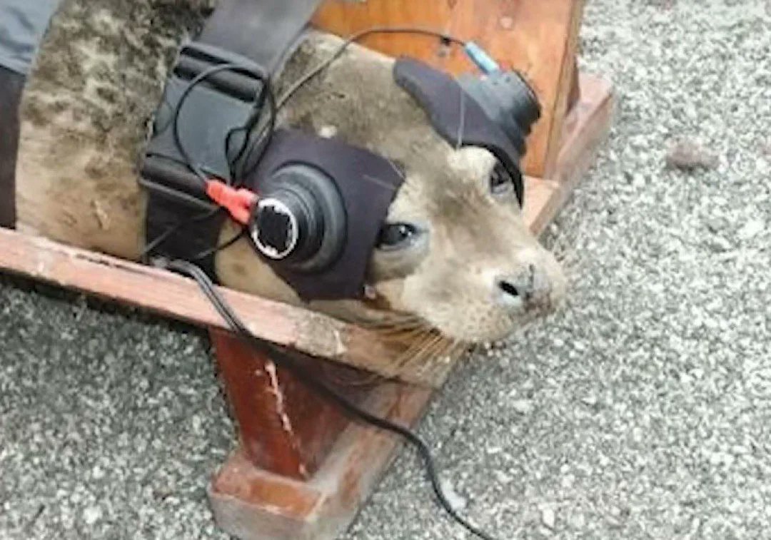 Ian Miles Cheong tweet media